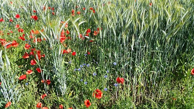 פאזל של Fleurs des champs