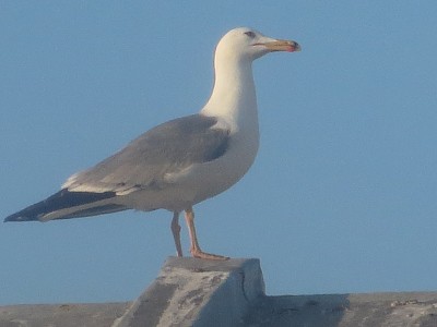 פאזל של Mouette