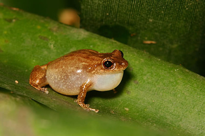 Whisling coqui