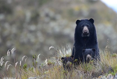 Oso de anteojos y ciras