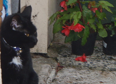 פאזל של Whoopi in the garden