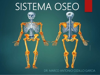 sistema locomotor