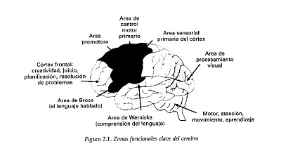 Zonas del cerebro