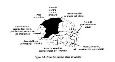 Zonas del cerebro jigsaw puzzle