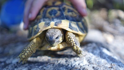 Turtle on Mallorca