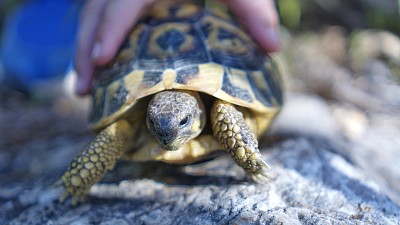 Turtle on Mallorca jigsaw puzzle