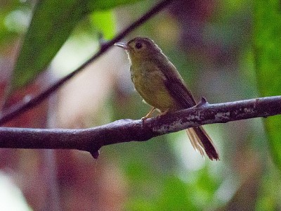 Bulbul con il pelo peloso