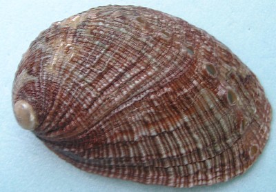 פאזל של Haliotis diversicolor