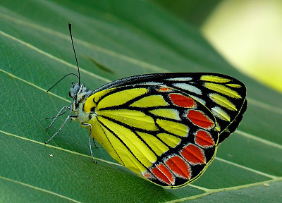 פאזל של Delias eucharis