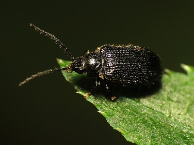 Eurypogon niger