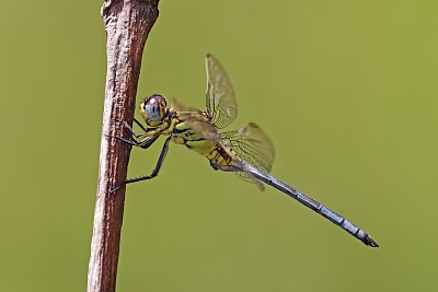 Orthetrum icteromelas jigsaw puzzle