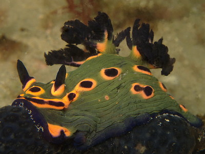 Nembrotha rosannullata