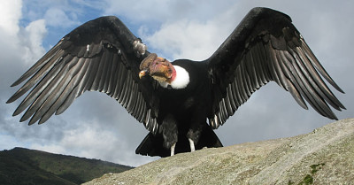 Condor