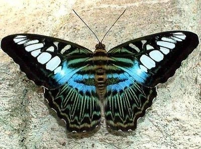 Butterfly jigsaw puzzle