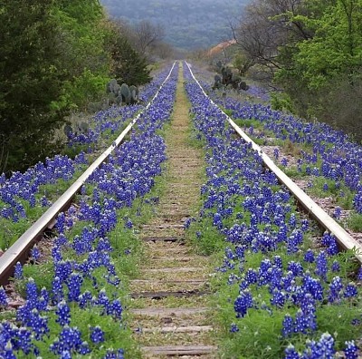 flores jigsaw puzzle