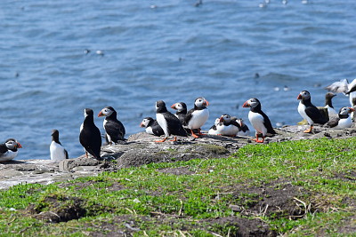 Puffins, Farne Islands, England jigsaw puzzle