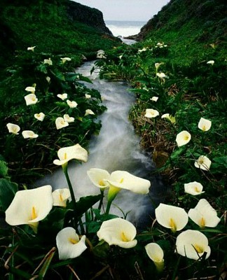 hermoso jardin en riachuelo