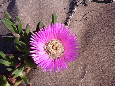 פאזל של Flor en los mÃ©danos de Necochea, Argentina