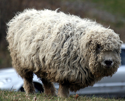 Whitefaced dartmoor