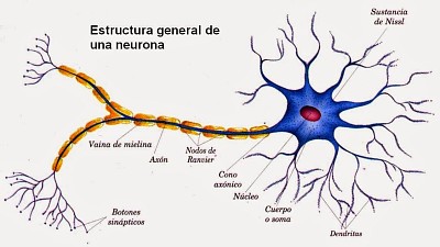 Partes de la Neurona