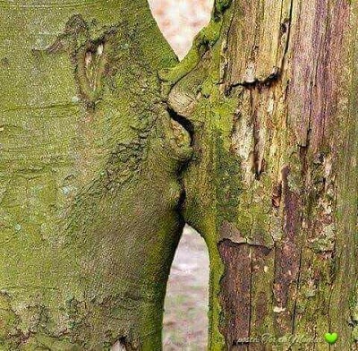 AMORE TRA ALBERI