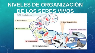 NIVELES DE ORGANIZACIÃ“N