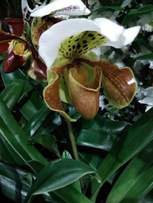 orchidÃ©e