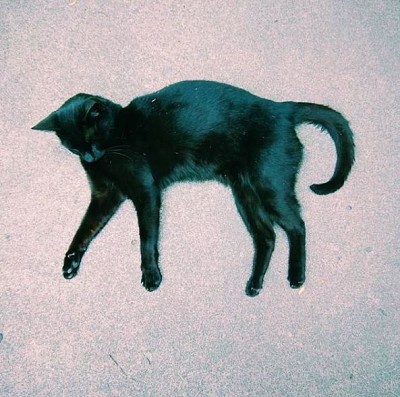 פאזל של Black Cat