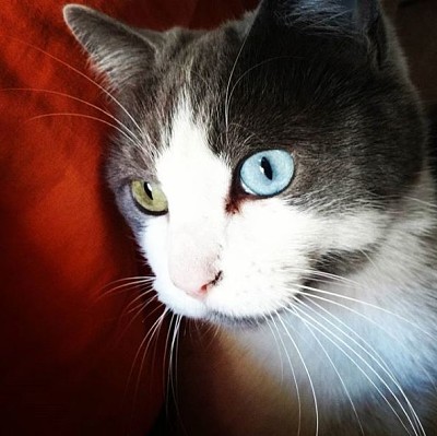 Mica Cat Different Eye Color
