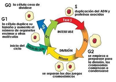 CICLO CELULAR