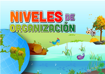 NIVELES DE ORGANIZACIÃ“N jigsaw puzzle