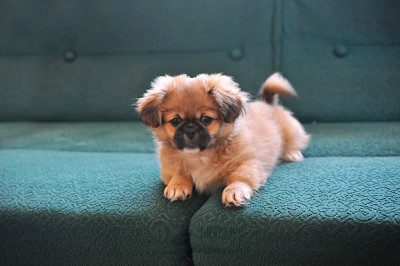 perrito :3