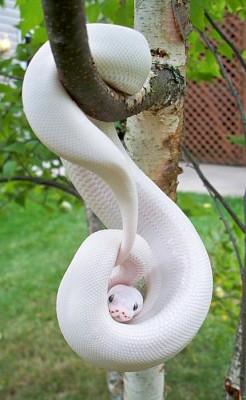 serpiente albina