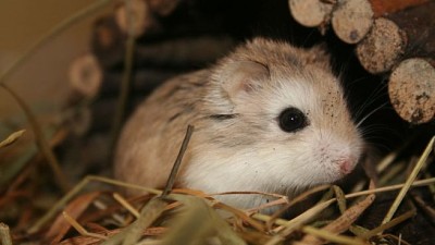 un hermoso hamster