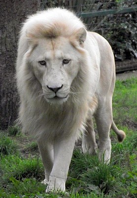 פאזל של leon :3