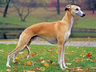 Whippet jigsaw puzzle