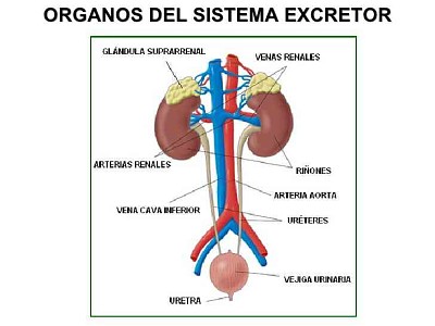 Sistema Excretor Yeison Mena  7-1 jigsaw puzzle