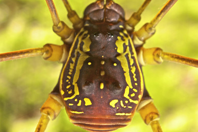 Cosmetidae 01