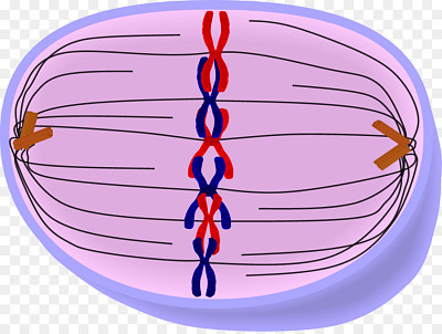 פאזל של Fase de la mitosis