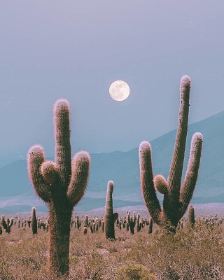 Los Cardones Salta-Argentina