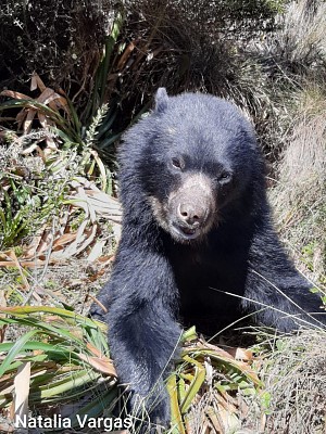 Oso andino (Termarctos ornatus)