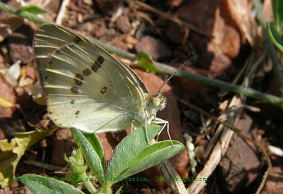 פאזל של Colotis danae