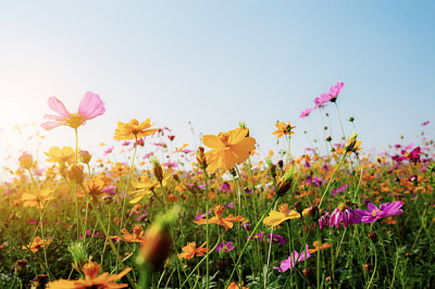 פאזל של flowers