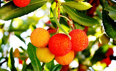 פאזל של Arbuste aux fraises