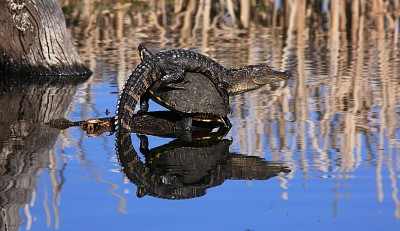 Aus croc jigsaw puzzle