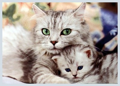 Maman et joli chaton