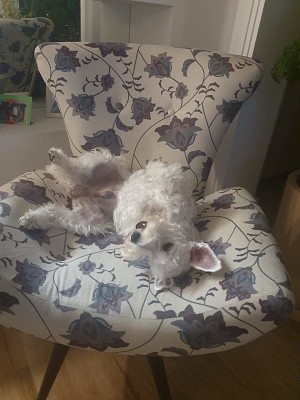 cachorro na cadeira