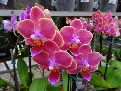 Orquideas jigsaw puzzle