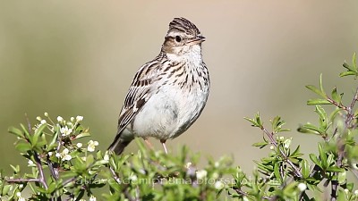 פאזל של Lullula arborea