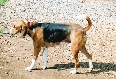 Trigg hound